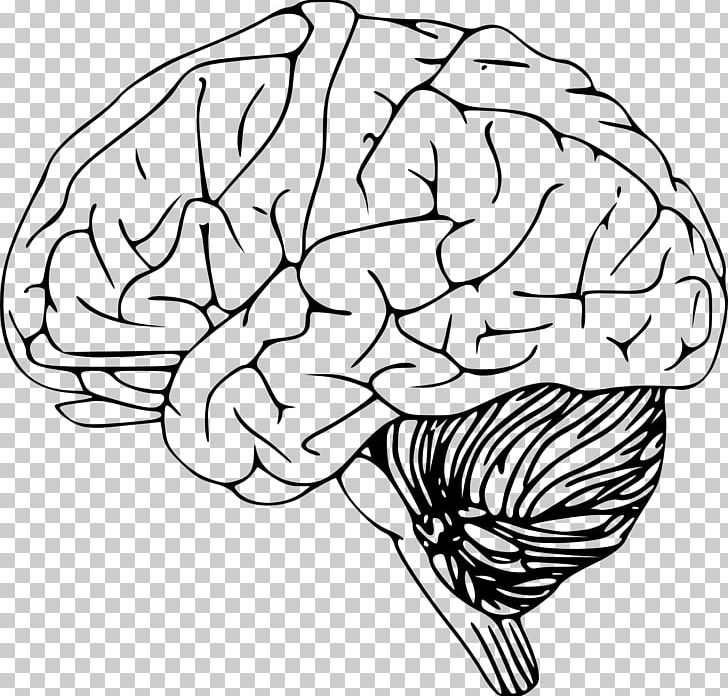 Outline Of The Human Brain PNG, Clipart, Black And White, Brain, Cerebral Hemisphere, Cerebrum, Dissection Free PNG Download