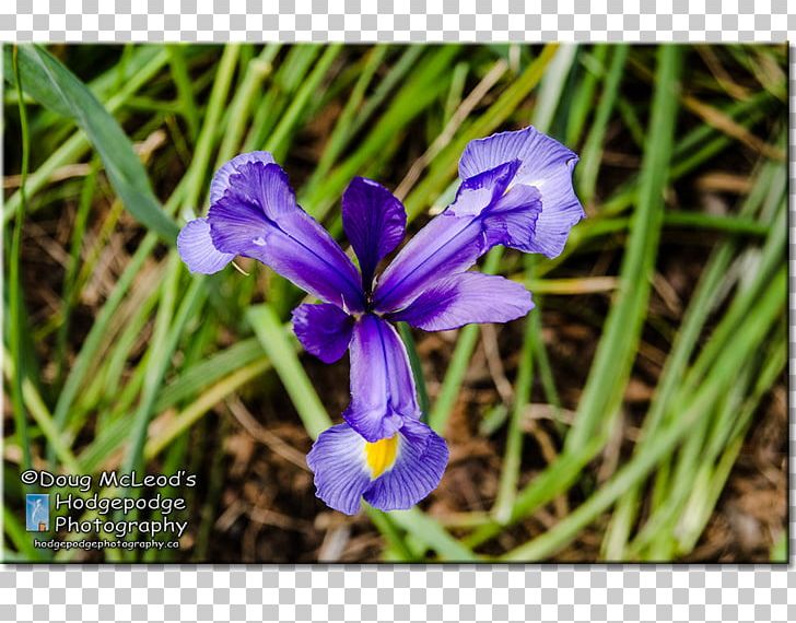 Playfair Park Dougs Compta Northern Blue Flag Victoria PNG, Clipart, Blog, British Columbia, Flora, Flower, Flowering Plant Free PNG Download