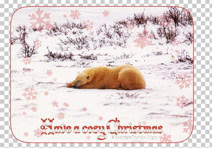 Polar Bear Christmas Card Cuteness PNG, Clipart, Animal, Animals, Bear, Carnivoran, Christmas Free PNG Download