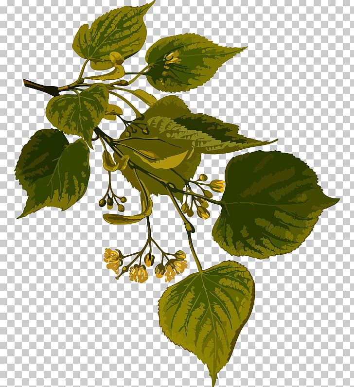 Tilia Cordata Köhler's Medicinal Plants Basswood Lime PNG, Clipart, Basswood, Clip Art, Lime Tree, Tilia Cordata Free PNG Download