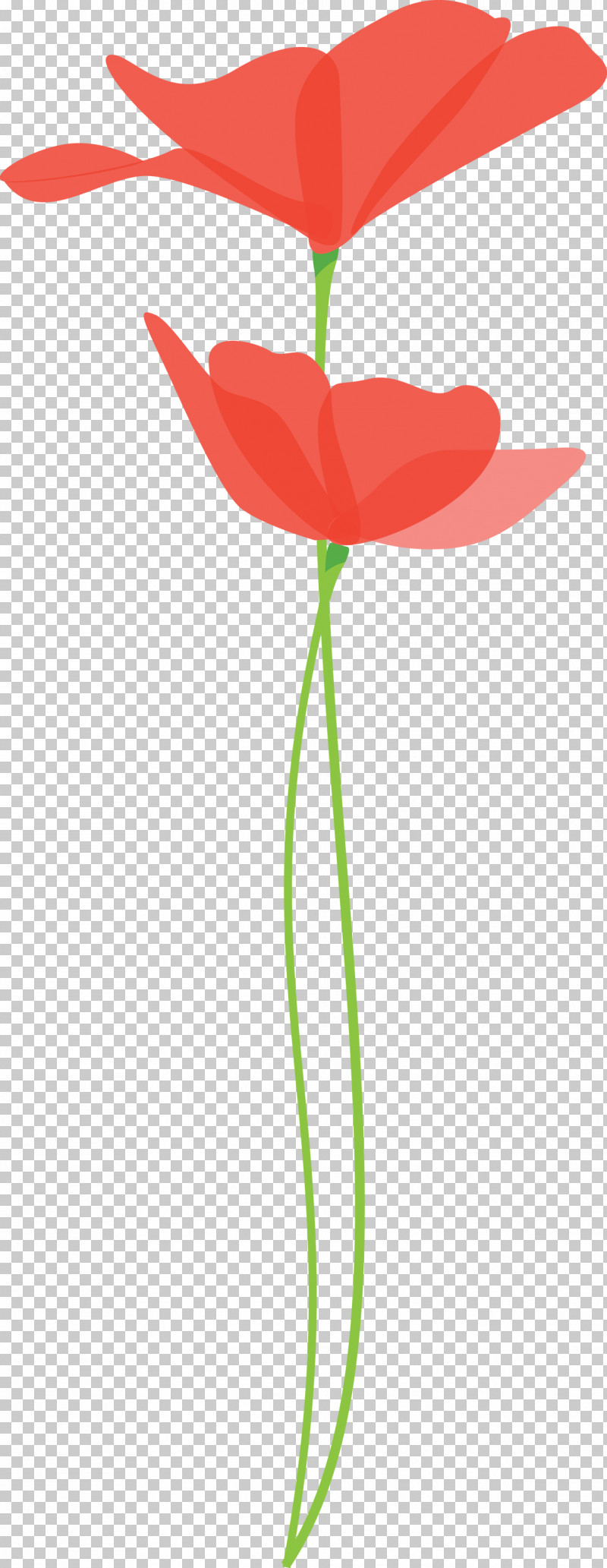 Poppy Flower PNG, Clipart, Anthurium, Coquelicot, Cut Flowers, Flower, Pedicel Free PNG Download