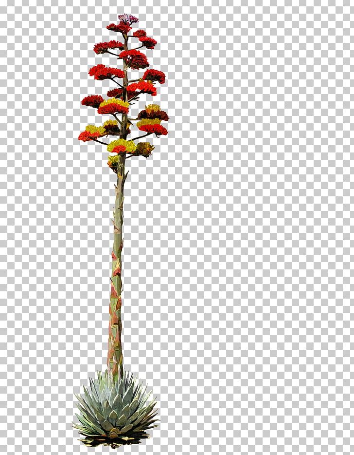 Flower Centuryplant Drawing Agave Deserti PNG, Clipart, Agave, Agave Azul, Agave Deserti, Arizona Desert, Branch Free PNG Download