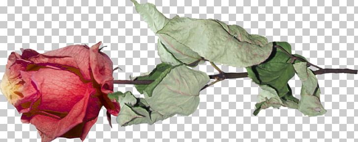 Garden Roses Cut Flowers Pink M Petal PNG, Clipart, Cut Flowers, Flower, Flowering Plant, Flowers, Garden Free PNG Download