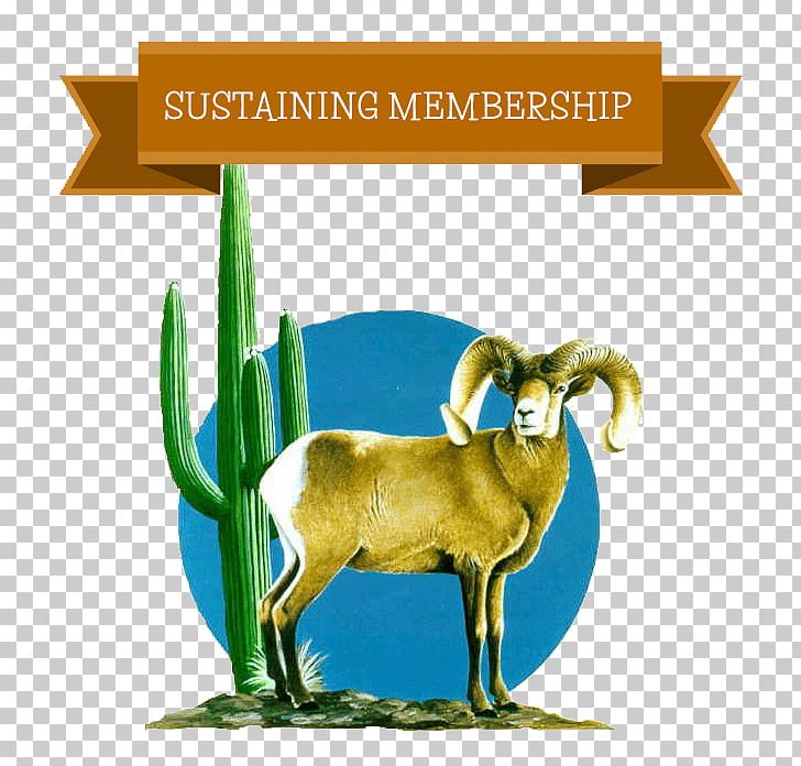 Goat Desert Bighorn Sheep Sonoran Desert PNG, Clipart,  Free PNG Download
