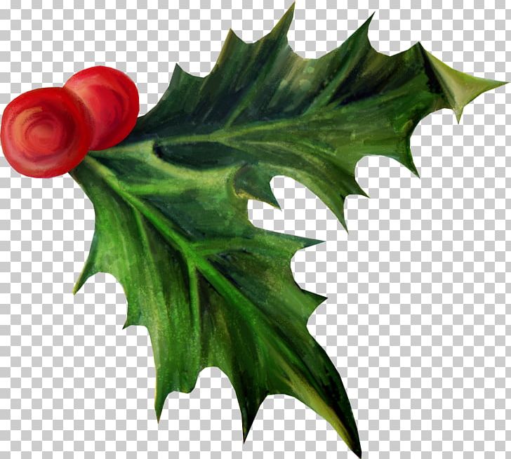 Holly Christmas Day Aquifoliales Adobe Photoshop Photography PNG, Clipart, 8 December, Aquifoliaceae, Aquifoliales, Boyfriend, Christmas Day Free PNG Download