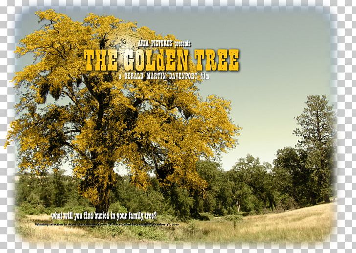 Web Design Sacramento Golden Tree Way California Gold Rush PNG, Clipart, Art, California Gold Rush, Career Portfolio, Client List, Customer Free PNG Download