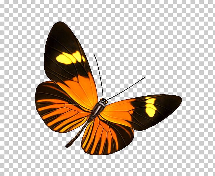 Butterfly Transparency And Translucency Information PNG, Clipart, Arthropod, Brush Footed Butterfly, Flutter, Information, Insect Free PNG Download