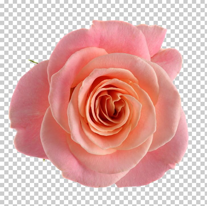 Garden Roses Cabbage Rose Floribunda Pink Cut Flowers PNG, Clipart, 5 Cm, Available, Cabbage Rose, China Rose, Closeup Free PNG Download