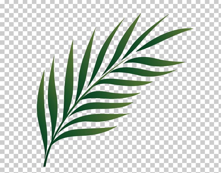 Palm Sunday Lent Computer Icons Holy Week PNG, Clipart, Arecales, Computer Icons, Eucharist, Gospel, Grass Free PNG Download