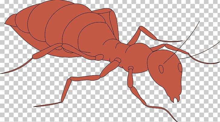 Ant Insect PNG, Clipart, Animal, Ant, Ants Vector, Ant Vector, Arthropod Free PNG Download