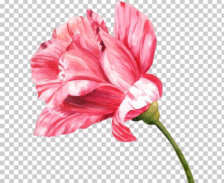Flower Watercolor Painting Drawing Bud PNG, Clipart, Amaryllis, Amaryllis Belladonna, Amaryllis Family, Beach Rose, Bud Free PNG Download