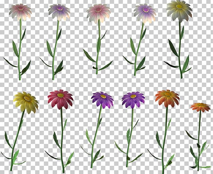 Marguerite Daisy Floral Design Cut Flowers Wildflower PNG, Clipart, Annual Plant, Art, Aster, Cicek, Cicek Resimleri Free PNG Download