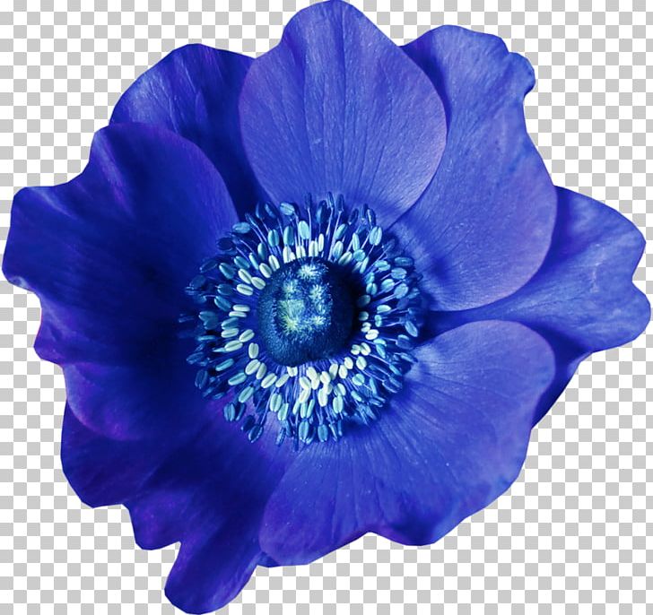 Blue Flower Raster Graphics PNG, Clipart, Anemone, Blue, Cobalt, Color, Cut Flowers Free PNG Download