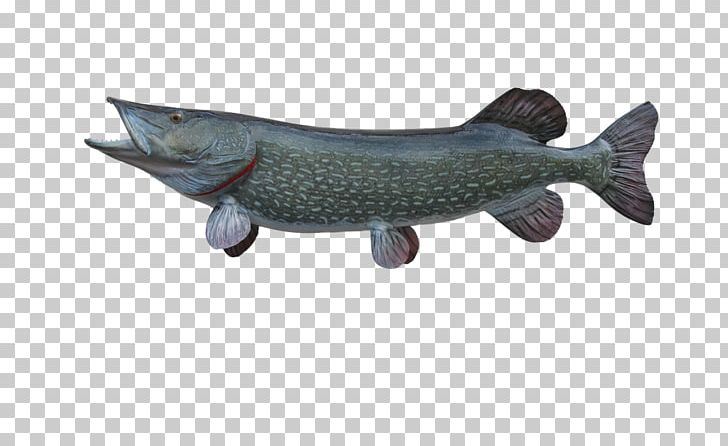 Catfish Marine Mammal PNG, Clipart, Bony Fish, Catfish, Fauna, Fish, Mammal Free PNG Download