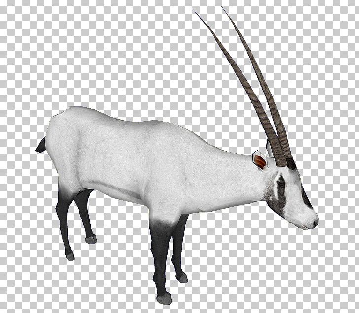 Gemsbok Cattle Reindeer Gazelle Horn PNG, Clipart, Animal, Animal Figure,  Antelope, Antler, Black And White Free
