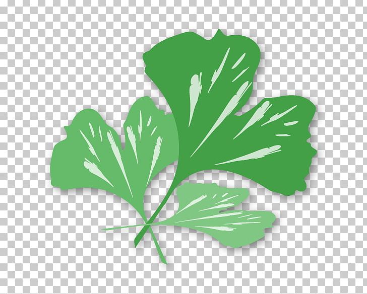 Ginkgo Biloba Dr. Leigh Anne Randa PNG, Clipart, Ginkgo Biloba, Grass, Green, Laser Therapy, Leaf Free PNG Download