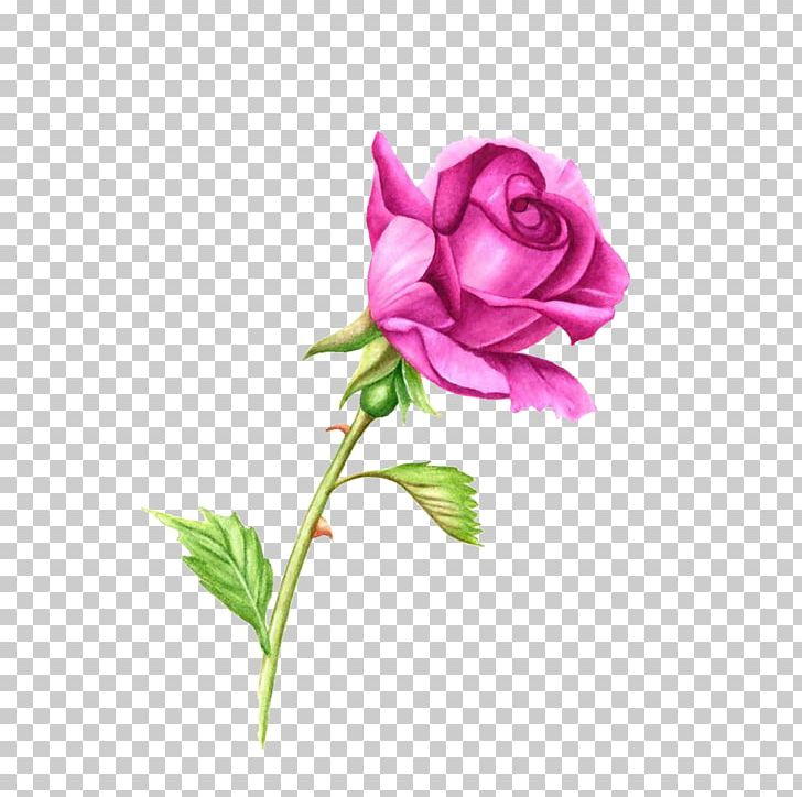 Rose Plant Stem Pink Watercolor Painting PNG, Clipart, China Rose, Computer Wallpaper, Cut Flowers, Flower, Flowers Free PNG Download