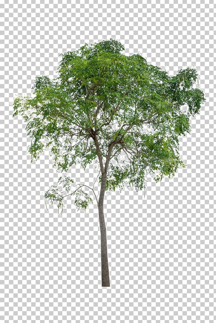 Tree Icon PNG, Clipart, Branch, Computer Icons, Decorative Patterns, Download, Flowers And Green Leaves Picture Free PNG Download