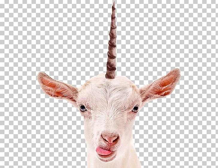 Goat Milk Stock Photography PNG, Clipart, Animals, Cow Goat Family, Daniela, Fotolia, Glass Free PNG Download