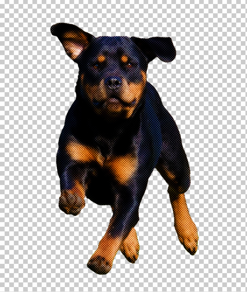 German Pinscher Puppy Dobermann Rottweiler Miniature Pinscher PNG, Clipart, Breed, Cuteness, Dobermann, Dog, German Pinscher Free PNG Download