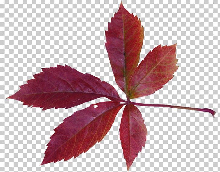 Maple Leaf Autumn Bladnerv PNG, Clipart, Autumn, Bladnerv, Branch, Cottonwood, Hydrangea Free PNG Download
