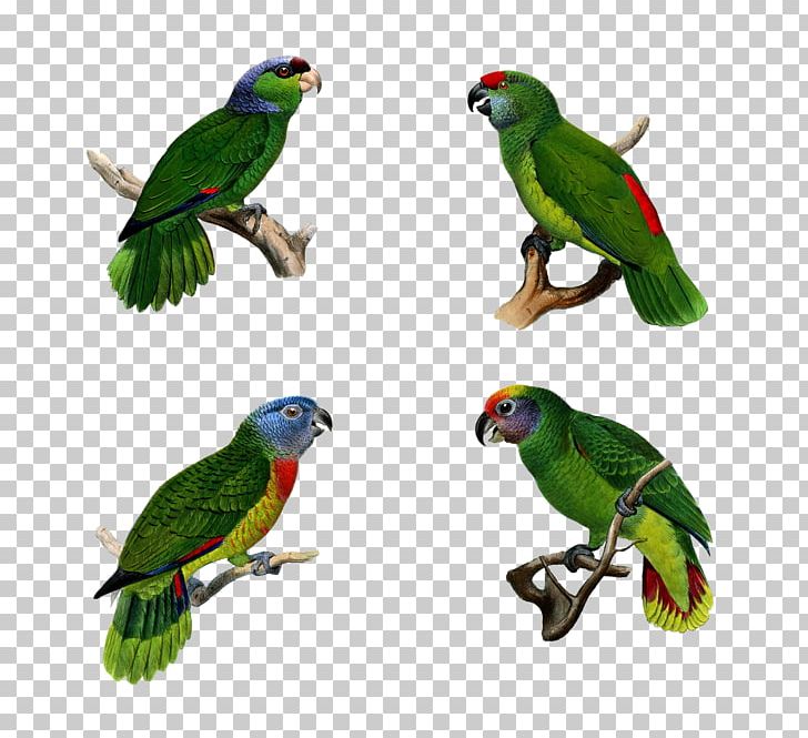 Parrot Bird Parakeet Macaw Pet PNG, Clipart, Animal, Animals, Beak, Bird, Common Pet Parakeet Free PNG Download