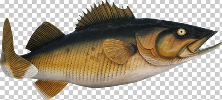 Perch Fish Products Marine Biology PNG, Clipart, Animals, Animal Source Foods, Biology, Bony Fish, Creativity Free PNG Download