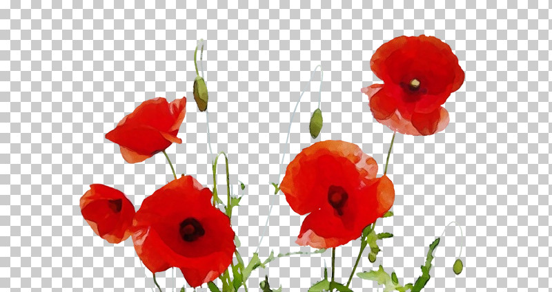 Flower Coquelicot Red Petal Poppy PNG, Clipart, Coquelicot, Corn Poppy, Flower, Oriental Poppy, Paint Free PNG Download