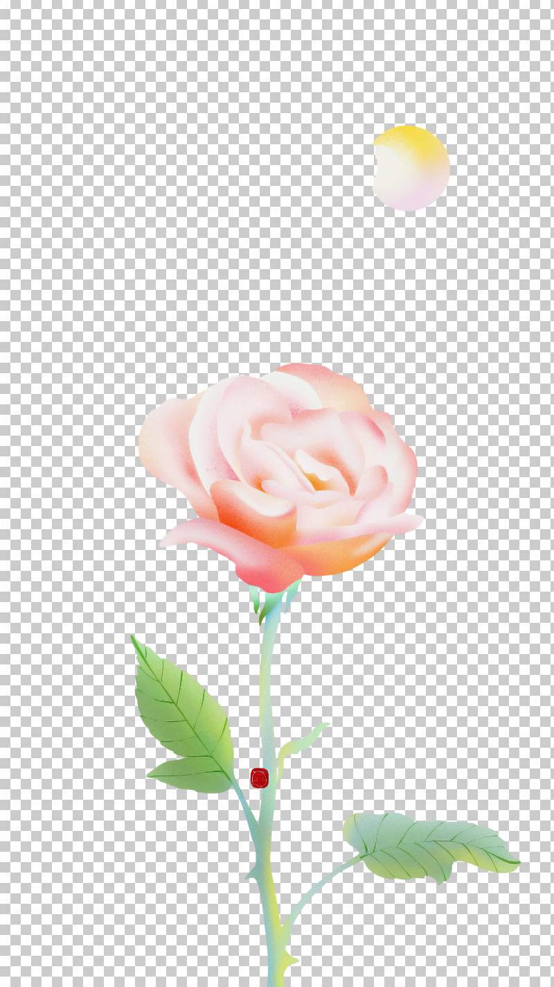 Garden Roses PNG, Clipart, Closeup, Computer, Cut Flowers, Flower, Garden Free PNG Download