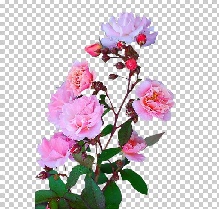 Garden Roses Cut Flowers Centifolia Roses Floral Design PNG, Clipart, Annual Plant, Artificial Flower, Blossom, Carnation, Centifolia Roses Free PNG Download