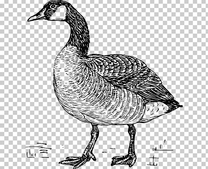 Greylag Goose Duck Bird Drawing PNG, Clipart, Animals, Beak, Bird, Black And White, Canada Goose Free PNG Download