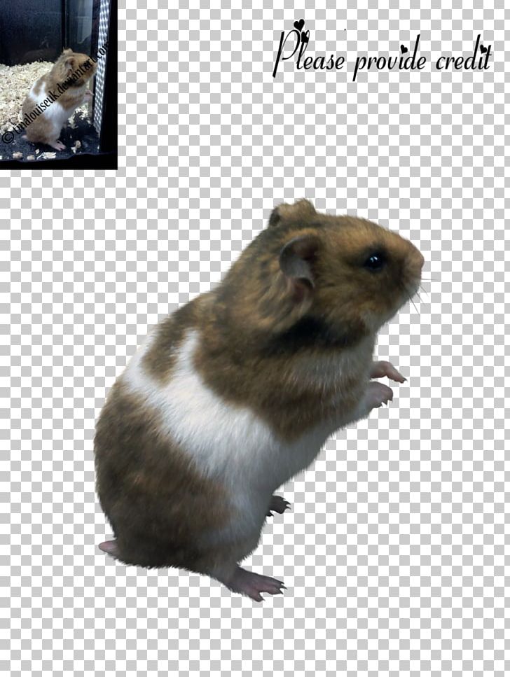 Hamster Rodent Gerbil Mouse Rat PNG, Clipart, Animal, Animals, Deviantart, Fauna, Gerbil Free PNG Download