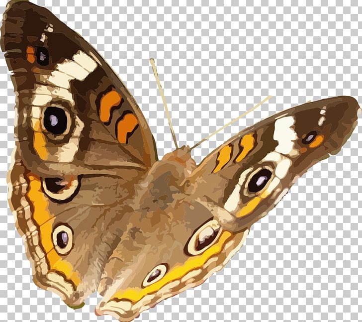 Butterfly Insect Common Buckeye Nymphalidae PNG, Clipart, Animal, Arthropod, Brush Footed Butterfly, Butterflies And Moths, Butterfly Free PNG Download