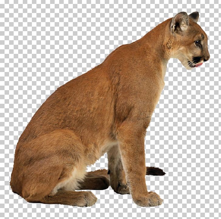 Cougar Leopard Cheetah Eurasian Lynx PNG, Clipart, Animal, Animals, Carnivoran, Cat Like Mammal, Creative Free PNG Download