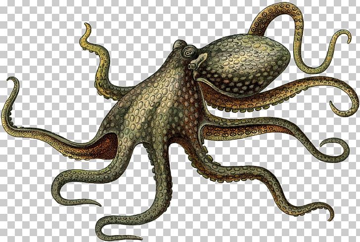 Octopus Digital Cephalopod PNG, Clipart, Animal, Cephalopod, Creature, Desktop Wallpaper, Digital Image Free PNG Download