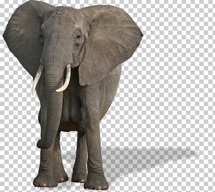 African Bush Elephant World Elephant Day African Forest Elephant Mammal Species Of The World PNG, Clipart, Africa, African Bush Elephant, African Elephant, Animal, Animals Free PNG Download