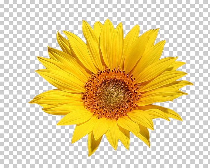 Common Sunflower Omega-3 Fatty Acid Stock Photography PNG, Clipart, Annual Plant, Common Sunflower, Daisy Family, Flower, Flowering Plant Free PNG Download