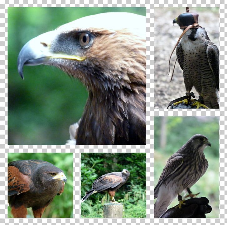 Eagle Buzzard Hawk Ecosystem Fauna PNG, Clipart, Accipitriformes, Animals, Beak, Bird, Bird Of Prey Free PNG Download