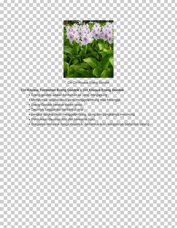 Flowering Plant Font PNG, Clipart, Ciri, Flora, Flower, Flowering Plant, Font Free PNG Download