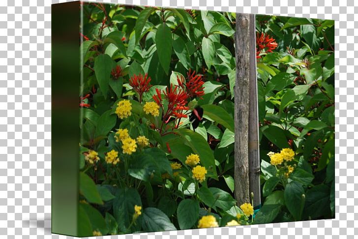 Flowering Plant Shrub PNG, Clipart, Botanical Garden, Flower, Flowering Plant, Plant, Pollinator Free PNG Download