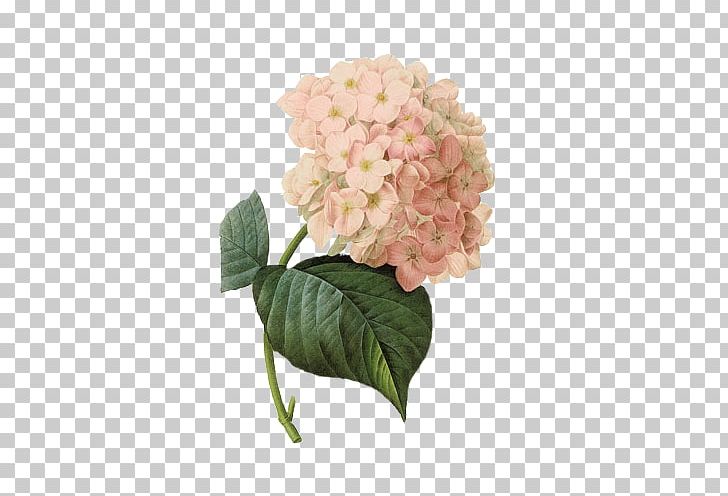 French Hydrangea Botanical Illustration Printing Paper PNG, Clipart, Art, Artificial Flower, Botany, Canvas, Cornales Free PNG Download