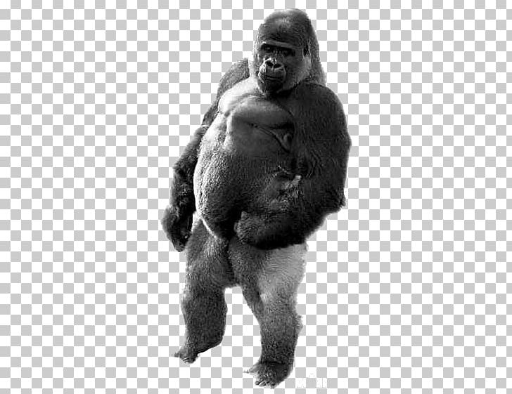 Gorilla Ape Ambam Walking Homo Sapiens PNG, Clipart, Animal, Animals, Ankle, Background Black, Bipedalism Free PNG Download