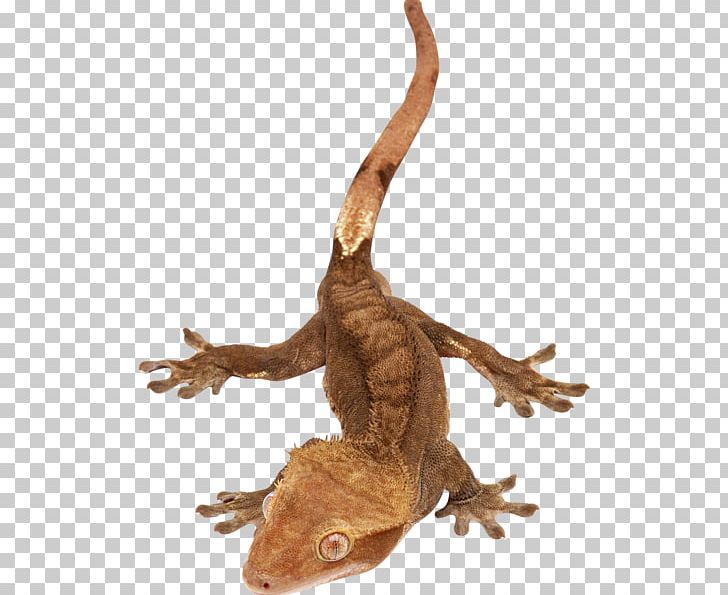 Agamas Lizard Snake Reptile Gecko PNG, Clipart, Agama, Agamidae, Animal, Animals, Fauna Free PNG Download