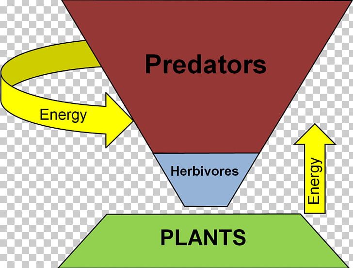Trophic Level Ecological Pyramid Food Web Ecology Consumer PNG, Clipart, Angle, Apex Predator, Area, Biology, Biomass Free PNG Download