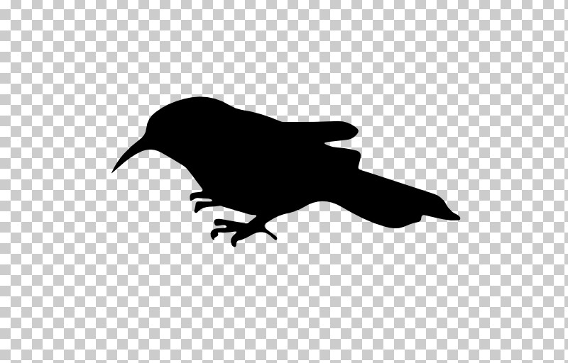 Bird Raven Beak Silhouette Crow PNG, Clipart, Beak, Bird, California Sea Lion, Crow, Dolphin Free PNG Download