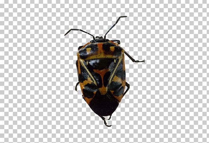 Insect Cockroach Harlequin Cabbage Bug PNG, Clipart, Animals, Arthropod, Bee, Cockroach, Creative Free PNG Download
