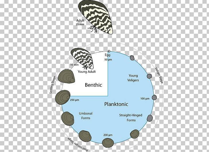 Quagga And Zebra Mussels: Biology PNG, Clipart, Blue Mussel, Circle, Diagram, Dreissena, Fresh Water Free PNG Download