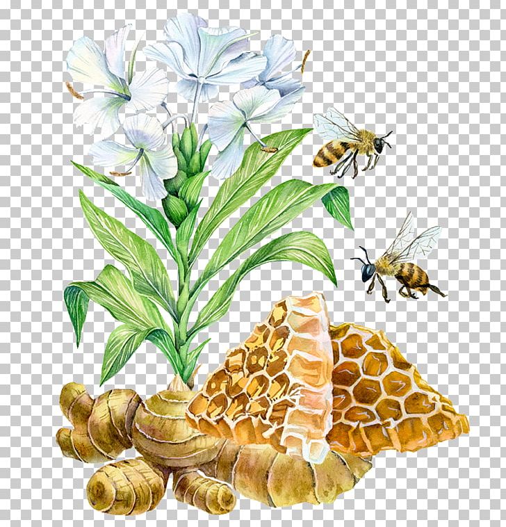 Bee Watercolor Painting Ginger Illustration PNG, Clipart, Botanical Illustration, Floral Design, Flower, Flowering Plant, Flower Pattern Free PNG Download