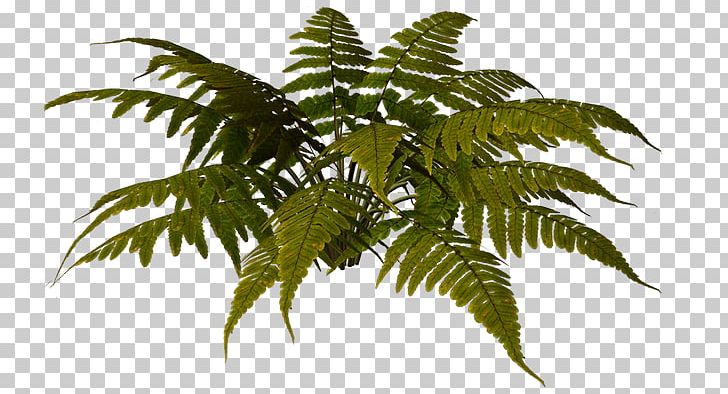 Fern Vascular Plant Russia Houseplant PNG, Clipart, Aime, Diver, Fern, Ferns And Horsetails, Fleur Free PNG Download