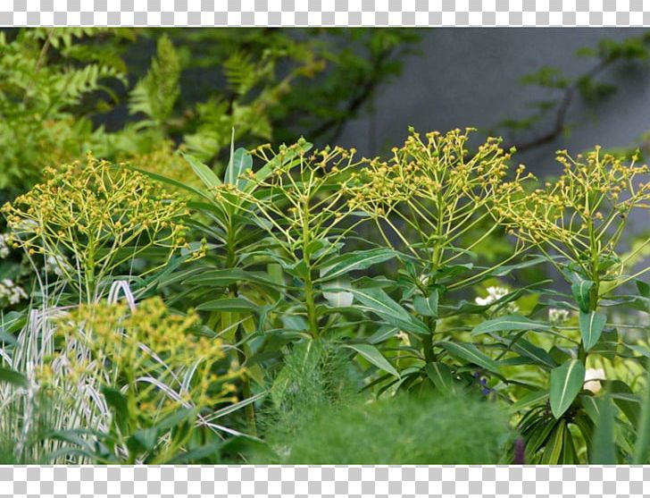 Subshrub Tree Herb PNG, Clipart, Grass, Herb, Plant, Shrub, Subshrub Free PNG Download